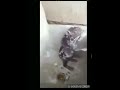 rat caught taking bath. funny must watch .