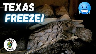 Taking Care Of My Animals During A Texas Freeze! (Tortoises, Caiman, Emus, \u0026 Goats)