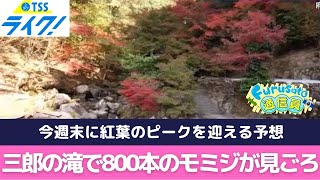 800本のモミジが見ごろ！『三郎の滝』　広島県府中市