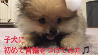 生後3ヶ月☆初めて子犬に首輪をつけてみた！