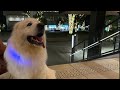 【愛犬とお出かけ】超大型犬グレートピレニーズと立川 2024年たちかわイルミネーション•星の並木✨ お散歩 u0026ディナー♪