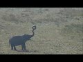 The Elephant Sanctuary | Minnie Plays with Tire