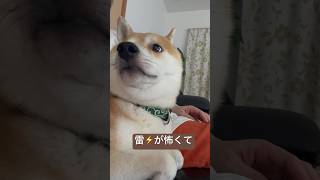 【柴犬りく君】りくが雷の怖さを知った日　#柴犬#元豆柴#dog #雷#可愛い#アップ