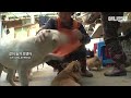 “태어날 때부터 다리가 없었어요“ 나에겐 너무 특별한 강아지 ‘쪼맹이’ 이야기ㅣstory of a dog born without legs