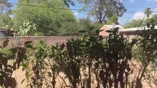 4325 E Glenn Street, Tucson AZ 85712