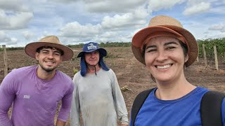 Nossas roças situadas no Carascão fazenda São João Ituaçu BA.