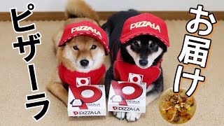 【ピザーラ】エプロンとキャップが似合う柴犬姉妹。ピザも食べました♪