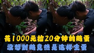 花1000元捡20分钟的鹅蛋，没想到鹅竟然是这样生蛋？#户外抓鱼 #户外捕鱼 #大表哥抓鱼 #乡村生活 #农村生活