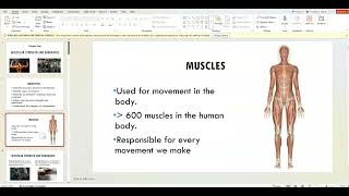 PED 110 - Chapter 4 - Muscular Strength and Endurance - Summer 2026