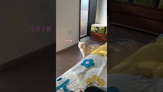 当我起的比它晚时 #我的大脸猫#猫猫就是小宝宝啊 #我的猫室友 #宠物日常记录