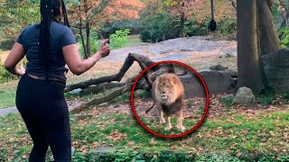 A Girl Leaped into the Lion’s Enclosure  But Then, HORRIBLE Things Happened!