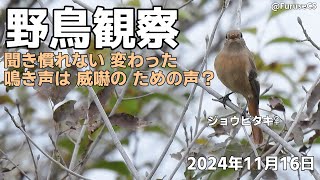 ジョウビタキ・メスの 変わった鳴き声 2024年11月16日撮影