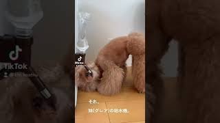 妹犬の給水機で水を飲む姉犬 #Shorts