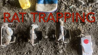 RAT TRAPPING