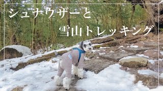 【日本一周】アラサー夫婦がシュナウザーと雪山トレッキングをしたら過酷すぎた【鹿児島編最終章】