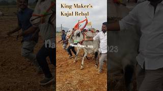 #bull King 👑 Kajal Rockstar Rebal #likeforlikes Patnam Bull Race 14.01.2025 #subscribe