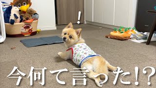 寝ている愛犬を大好きな「お散歩」に誘ってみた結果こうなりました…笑