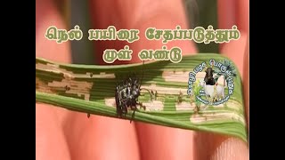 நெல் பயிரை சேதப்படுத்தும் முள் வண்டு | Thorn beetle that damages rice crop