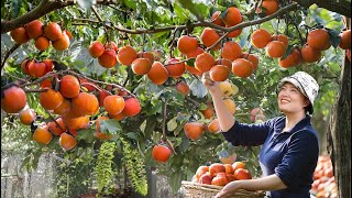 Harvesting Fresh Red Persimmon Goes To Market to Sell | Harvesting Fruits and Vegetables