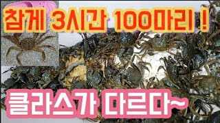 참게가 쏱아져 내려온다 !  3시간 100마리 !      포인트? 늘~오픈!