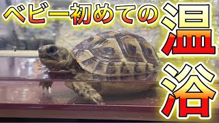 【ギリシャリクガメ】飼育08 リクガメベビー初めての温浴をします