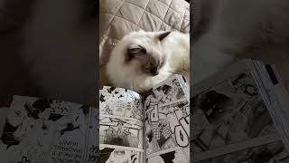 I try to give cats random things #cat #ragdolls #cats #ragdollcat #ragdollkitty #cute