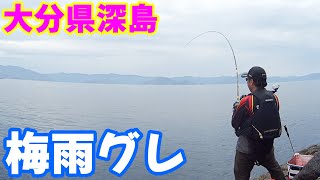 梅雨グレのシーズンでグレとイサキが釣れまくる！！　　大分県深島ウスバエ