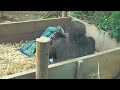 gorilla kintaro funny and manly video 😆😆😆 kyoto city zoo 2023