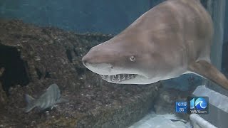 Sharks: Fact & Fiction