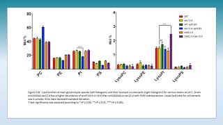 Lysophospholipids facilitate COPII vesicle formation