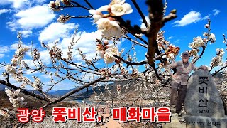 쫓빛 물결 흩날리는  #광양 쫓비산