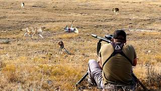 The Best Coyote Hunting Video Ever Filmed | 18 Down  | Daytime Calling Action In 4k | Fall 2024