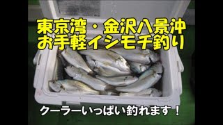 鴨下丸・金沢八景沖 お手軽イシモチ釣り　東京湾