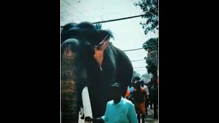 പാമ്പാടി ആന 😍🔥 | നാടൻ സുന്ദരൻ | Kerala Popular Elephants | WhatsApp Status |