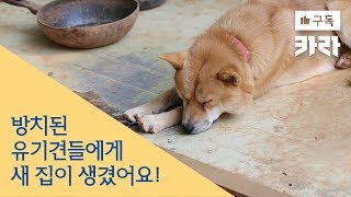 유기견들에게 새 집이 생겼어요! 방치된 개들을 위한 환경정비 유기견 봉사