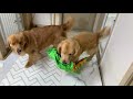 드디어 한달만에 사망한 공룡. golden retriever finally in a month dinosaurs died.