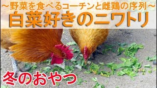 白菜好きのニワトリ～自家栽培の野菜を食べる名古屋コーチンと雌鶏の序列～