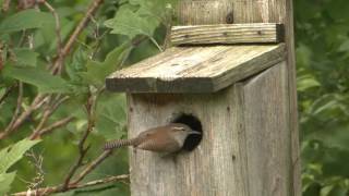 Wrens