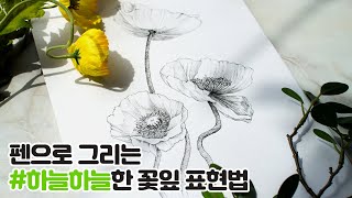 펜화 클래스 : 펜으로 하늘하늘한 꽃잎을 나타내보자 - 다양한 구도의 양귀비 꽃 I pen drawing