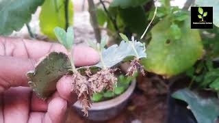 पत्थरचट्टा का पौधा | Patharchatta plant care | bryophyllum medicinal plant |bryophyllum plant care