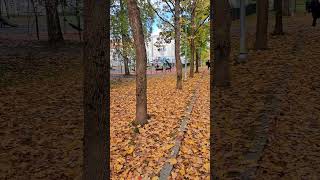 পাতা ঝরা দিনগুলো 🍁🍂 #finland #autumn #nature #leafs