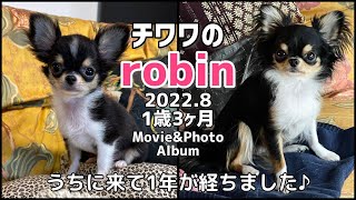 #95 【アルバム】1歳3ヶ月☆チワワのMovie \u0026 Photo Album14☆2022年8月