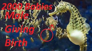 2000 Babies Male Seahorse Giving Birth Animals Giving Birth