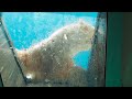 豪快！優雅！ホッキョクグマの華麗な泳ぎ　上野動物園　2023 8 3　polar bears swim gracefully.