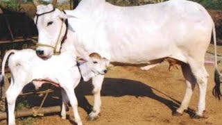 part 2 #viralvideo #cow #tejaji #ॐ卐  #dog #laddu #gomata /गौ सेवा रोजाना