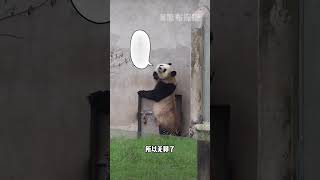 國寶不愧是國寶，愛湊熱鬧是刻在骨子裡的DNA #熊猫 #panda #搞笑 #cute