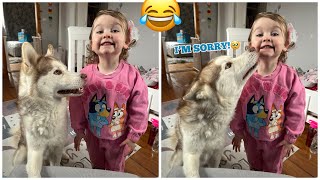 Hilarious Talking Husky Steals Babies Bed In The Funniest Way! Then Argues With Dad!😂.