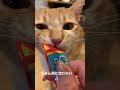 保護猫　とわ君 ねこのいる生活 猫 猫好きさんと繋がりたい 猫動画 猫のいる暮らし 保護猫 ちゅーるの動画