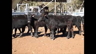 Yearling Heifers