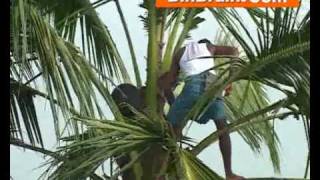 Toddy Tapping in Kumarakom